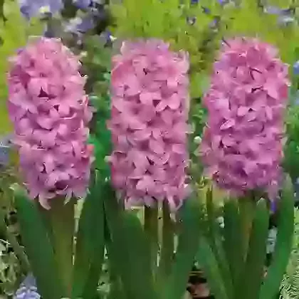 Fondant